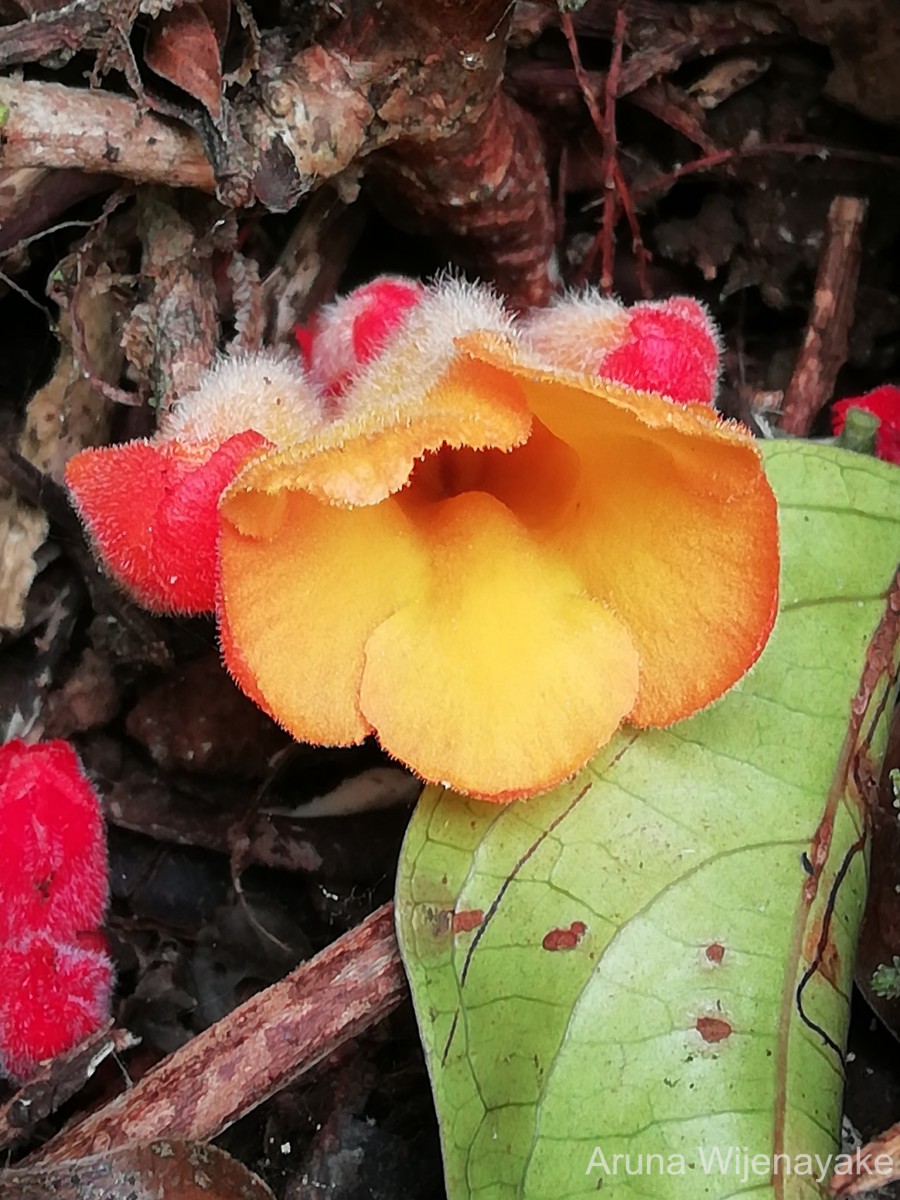 Christisonia bicolor Gardner